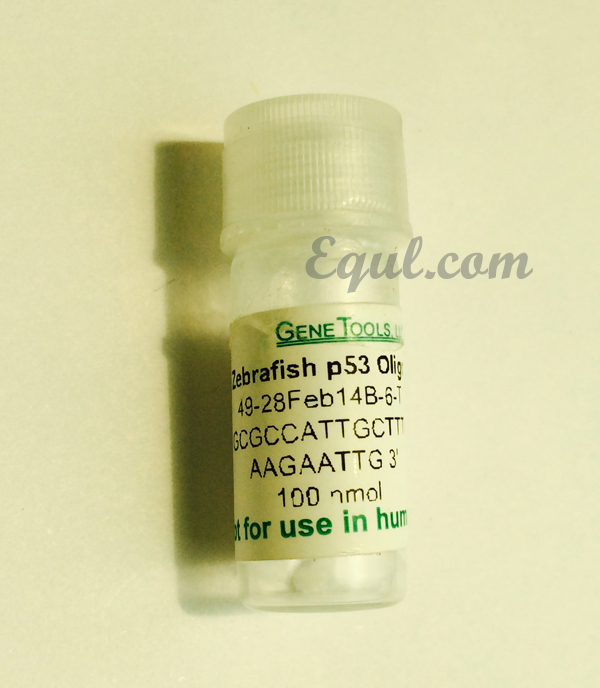 Zebrafish p53 oligo